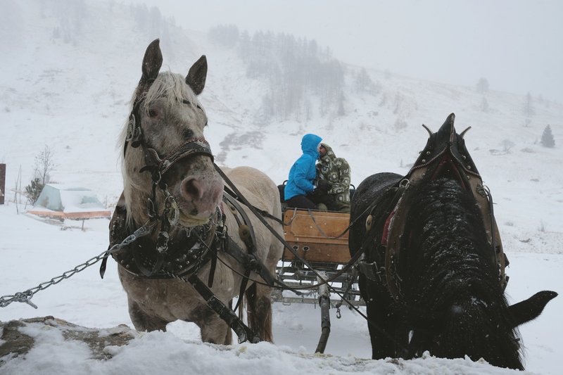 destination-wedding-photographer-Dolomites-valdifassa-italy_fuciade_horses